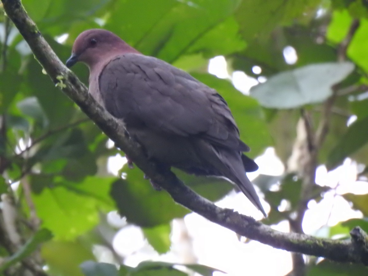 holub krátkozobý - ML644152885