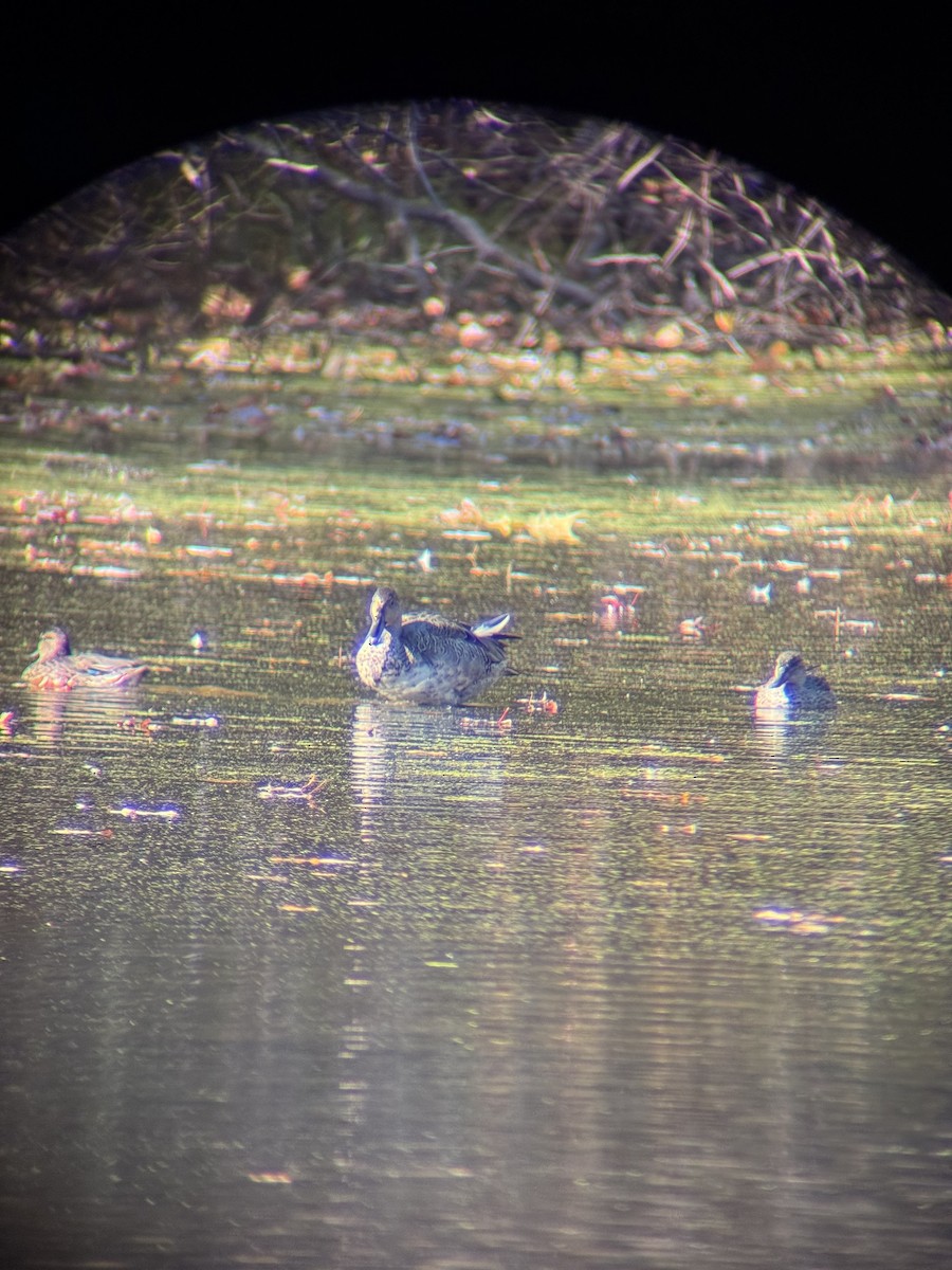 Northern Pintail - ML644152891