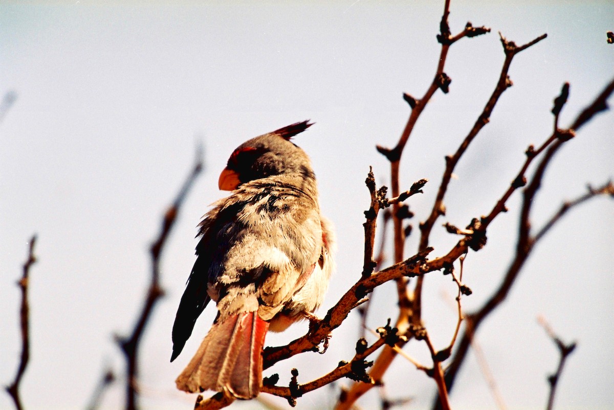 Pyrrhuloxia - ML644152901