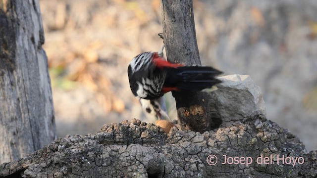 Great Spotted Woodpecker - ML644152923