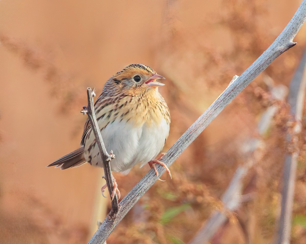 Луговая овсянка-барсучок - ML644152972