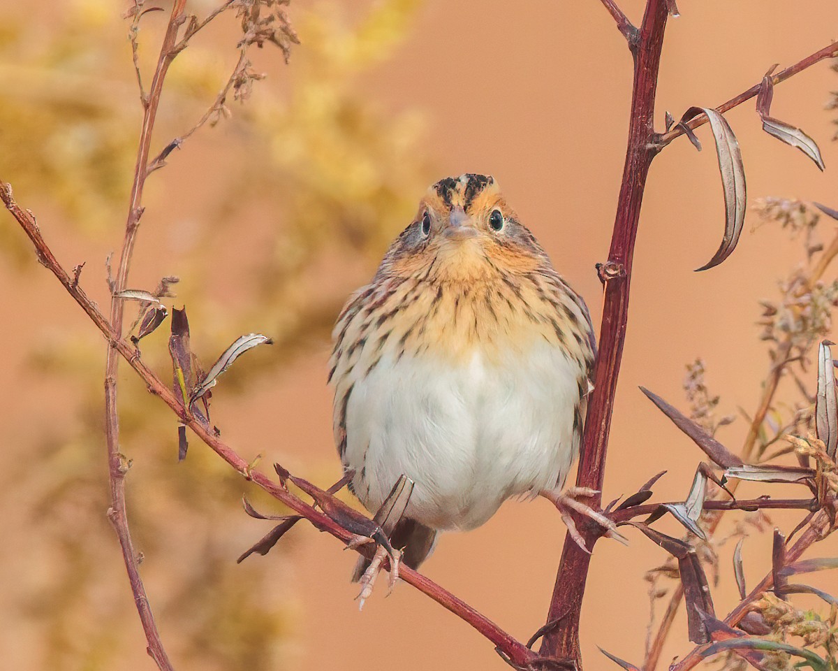 Луговая овсянка-барсучок - ML644152973