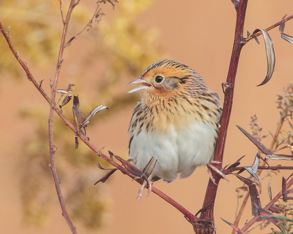 Луговая овсянка-барсучок - ML644152974