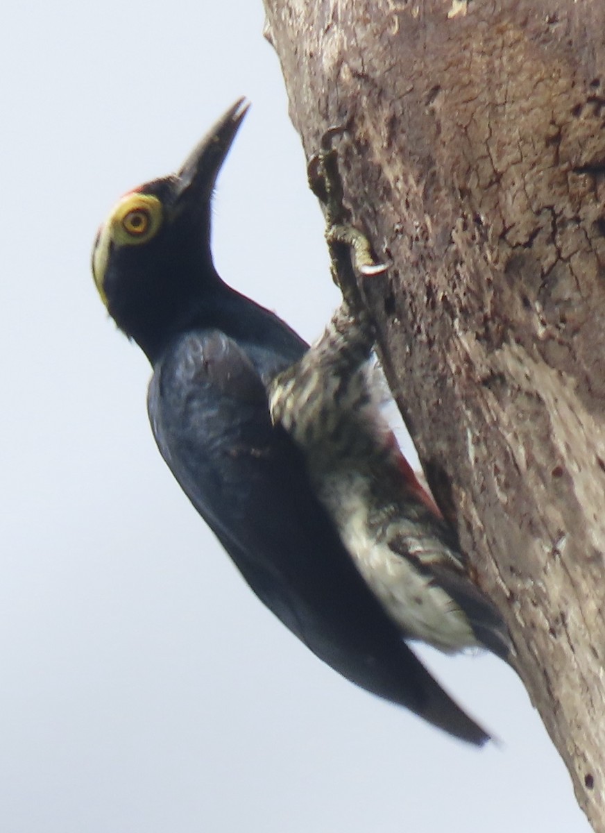 Pic à chevron d'or - ML644152982