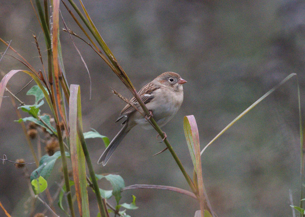 Field Sparrow - ML644152991