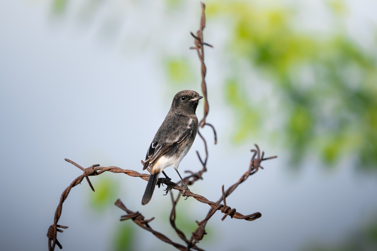Pied Bushchat - ML644152995