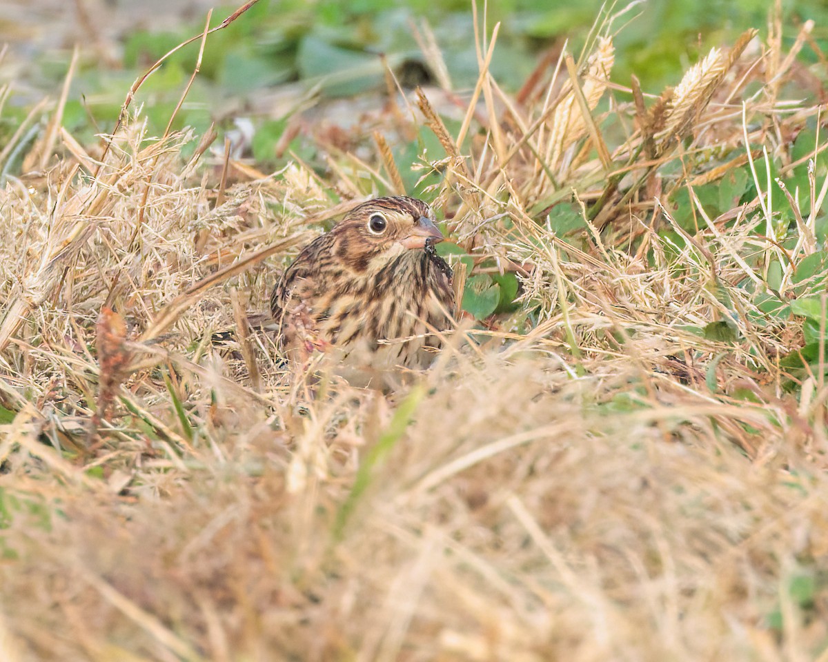 Вечерняя овсянка - ML644152996