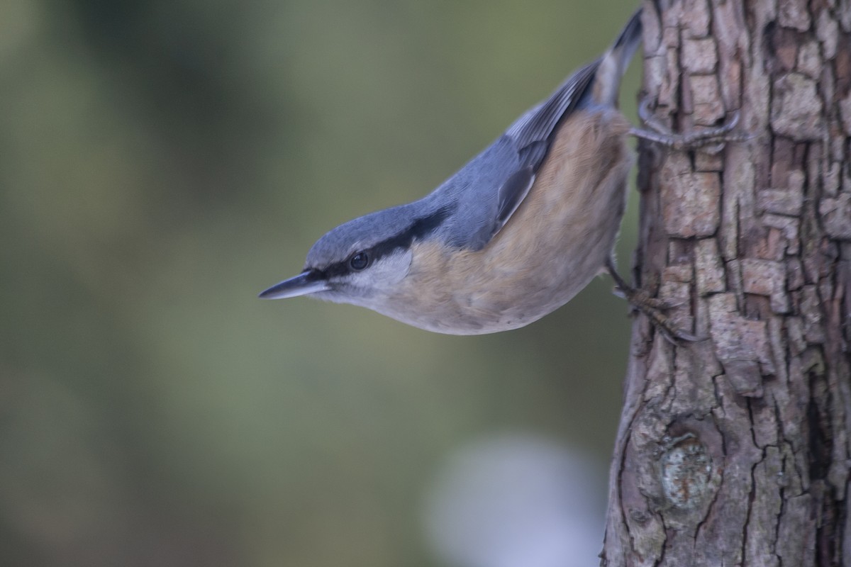 Sittelle torchepot (groupe europaea) - ML644152998