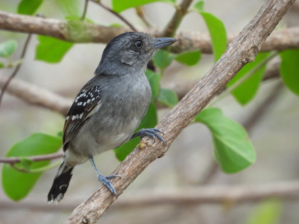 Bolivian Slaty-Antshrike - ML644153005
