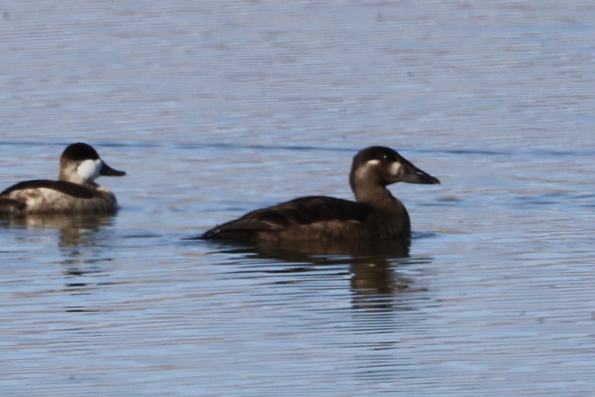 Surf Scoter - ML644153008