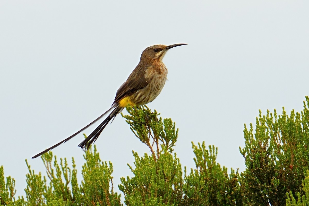 Cape Sugarbird - ML644153010