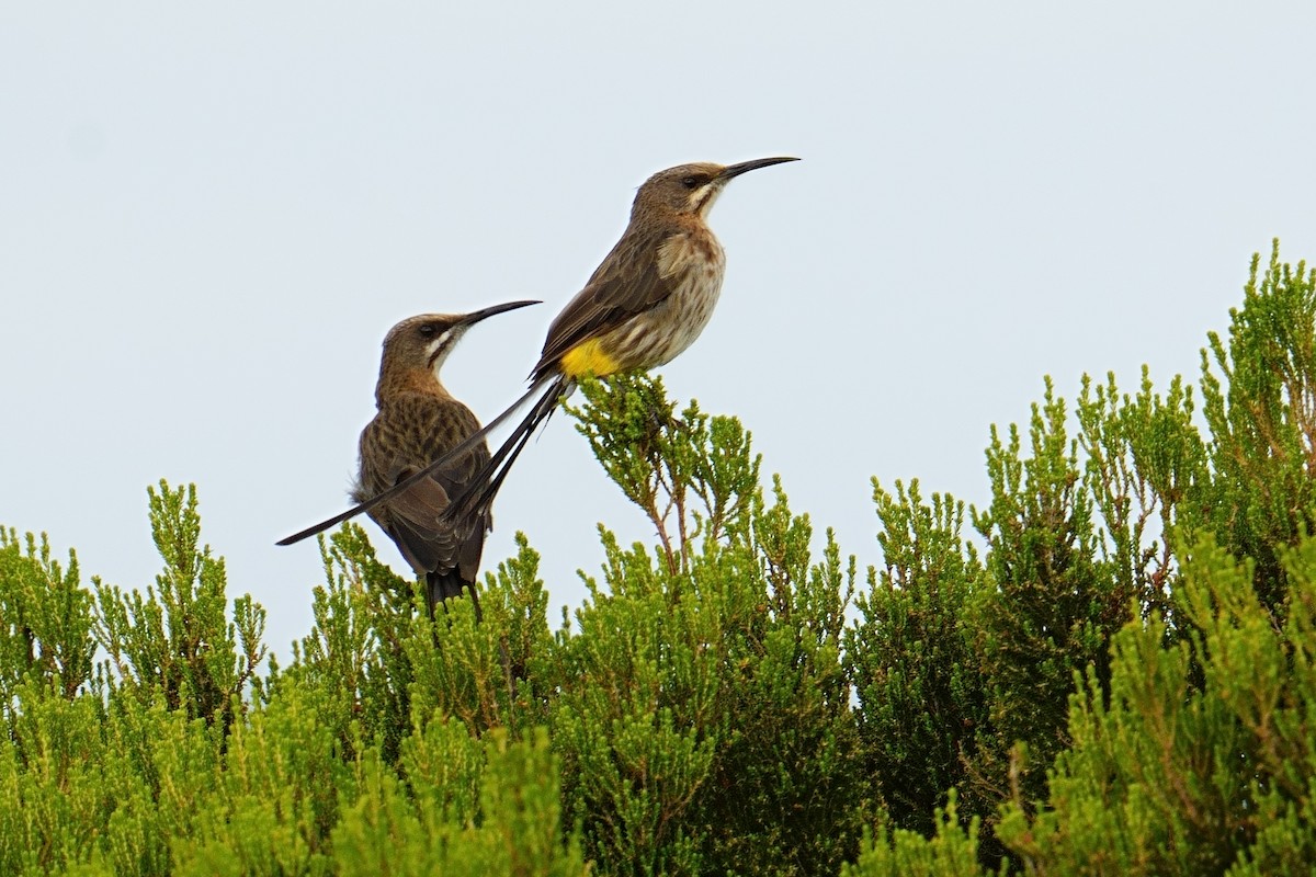 Cape Sugarbird - ML644153011