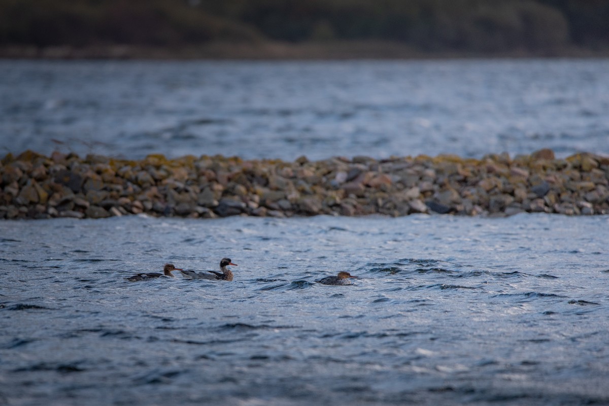 Red-breasted Merganser - ML644153019
