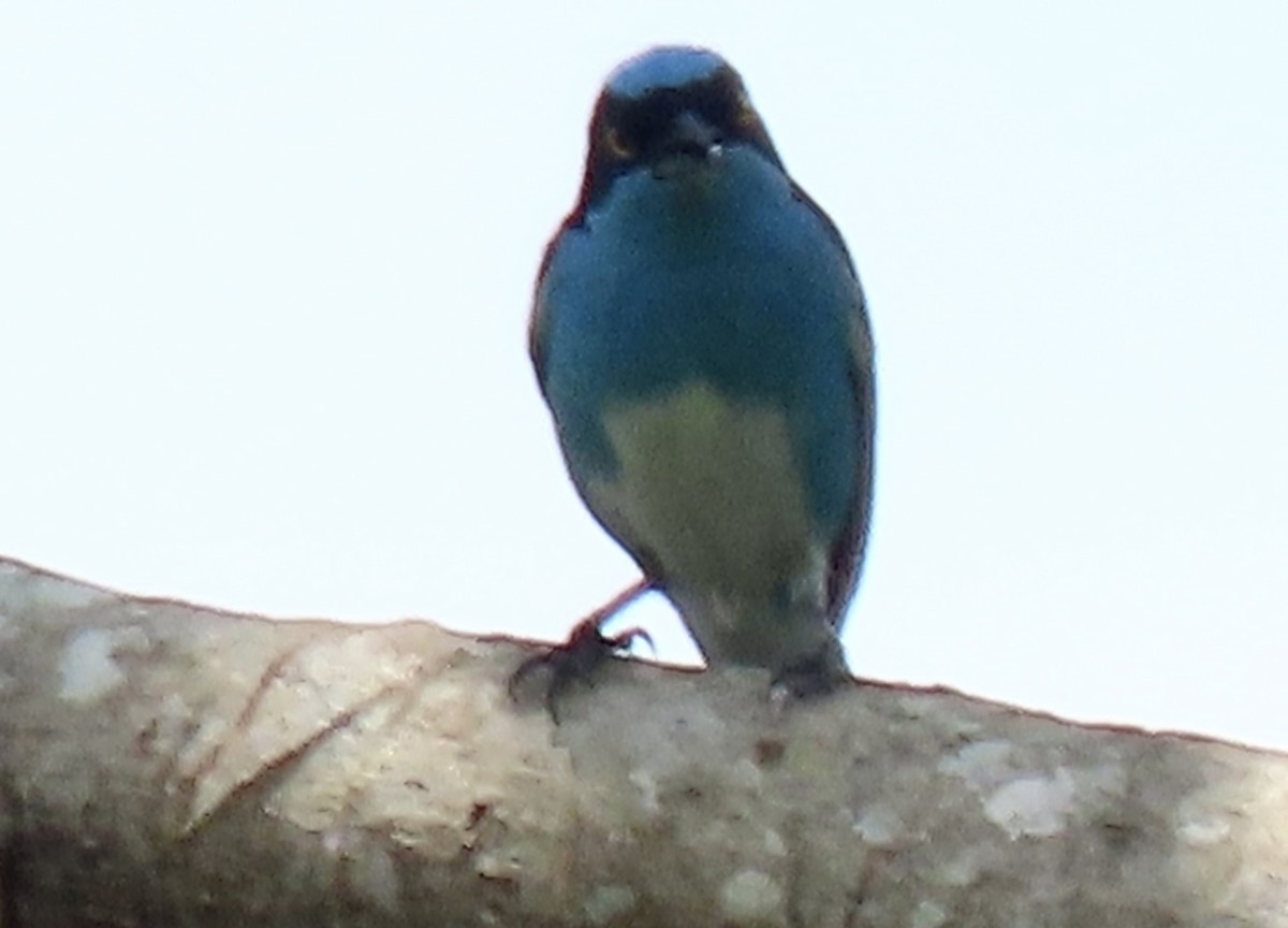 Black-faced Dacnis - ML644153023