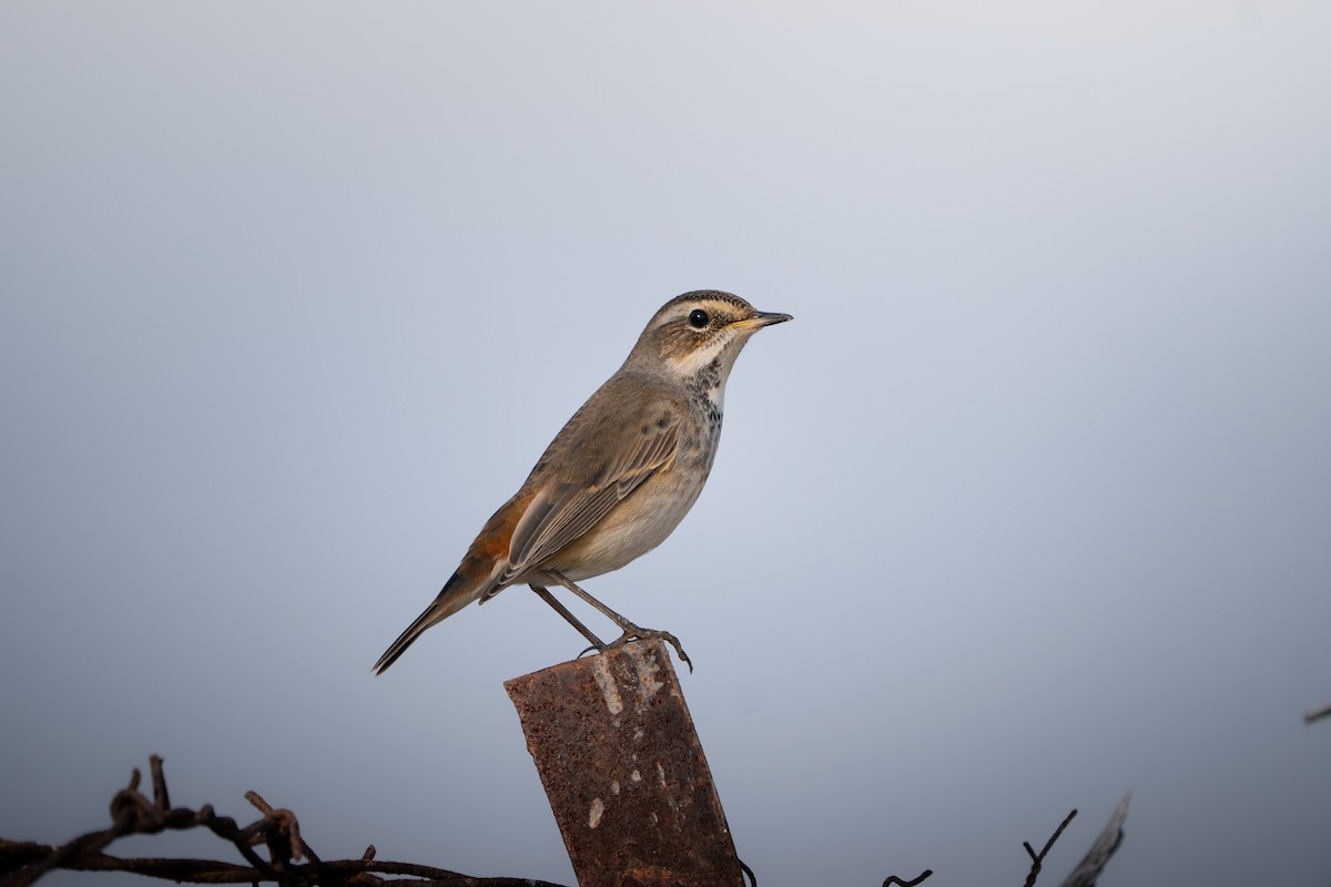 Bluethroat - ML644153046