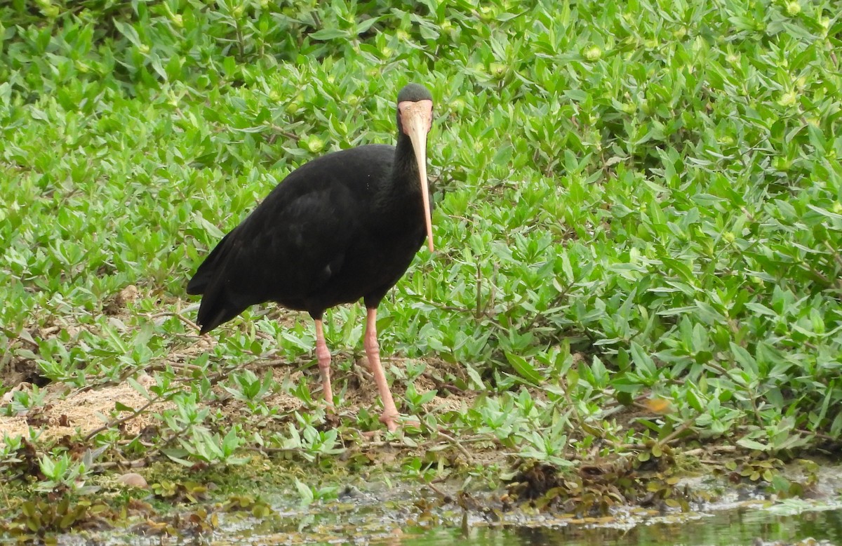 Bare-faced Ibis - ML644153055