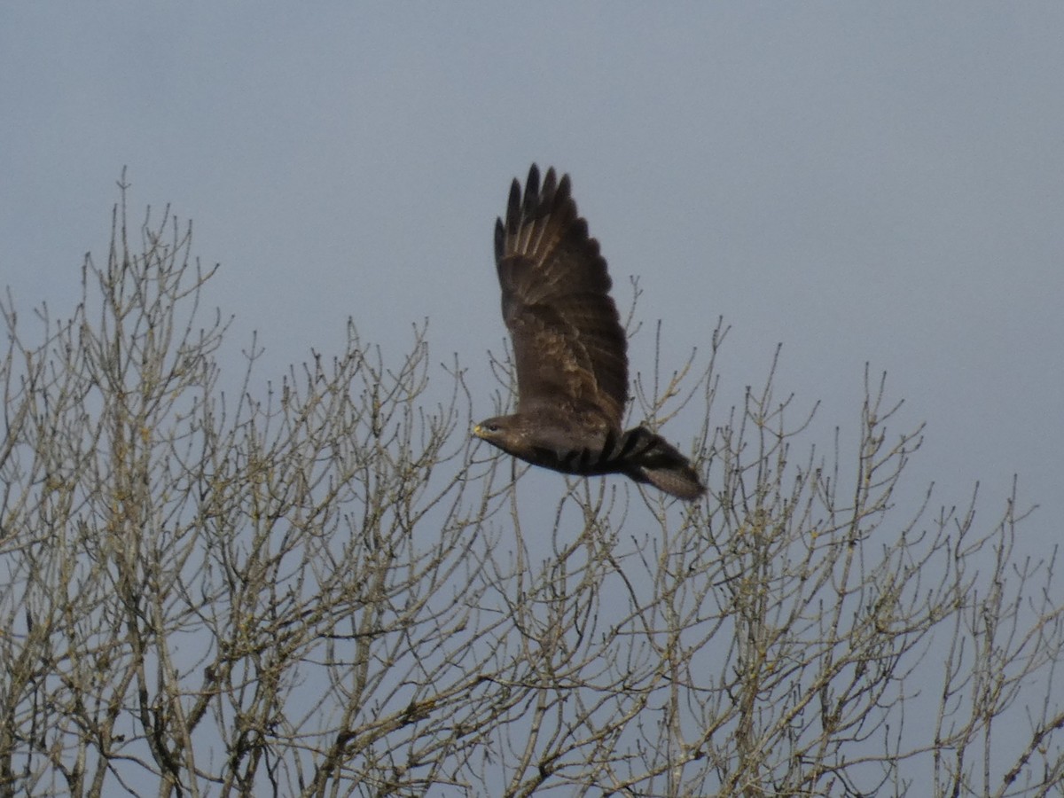 Common Buzzard - ML644153056