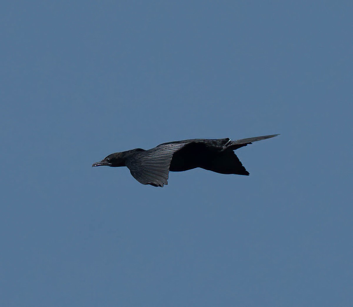 Indian Cormorant - ML644153061