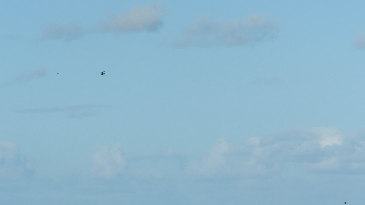 灰背隼 - ML644153071