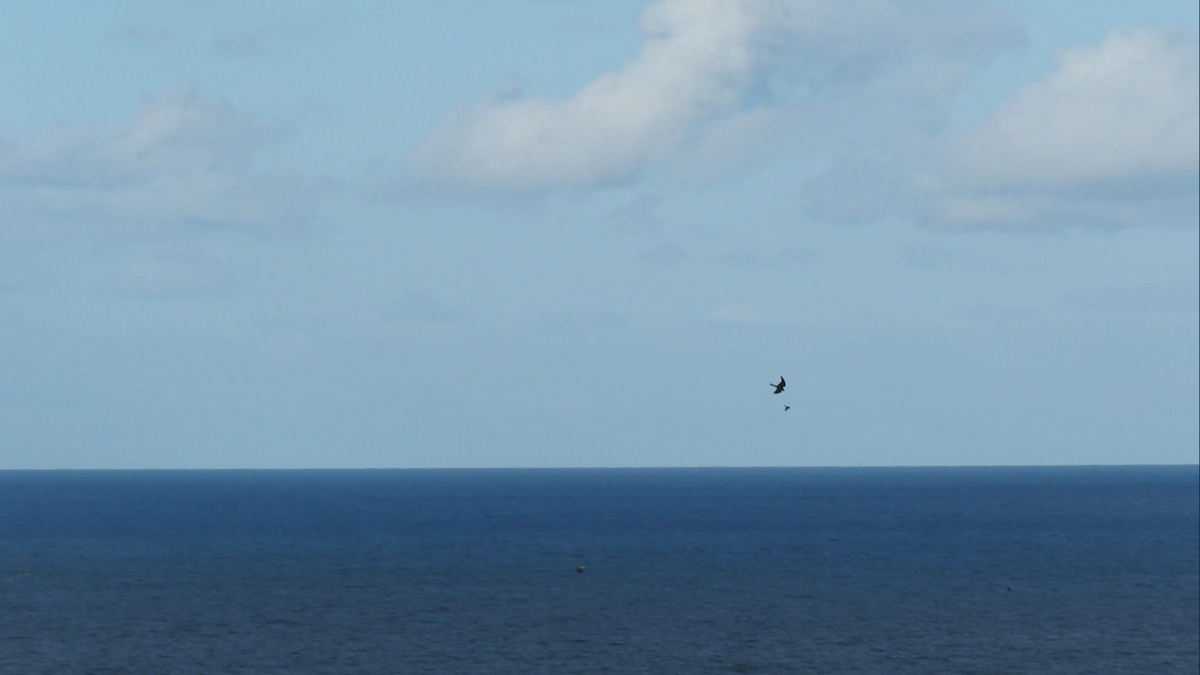 灰背隼 - ML644153072