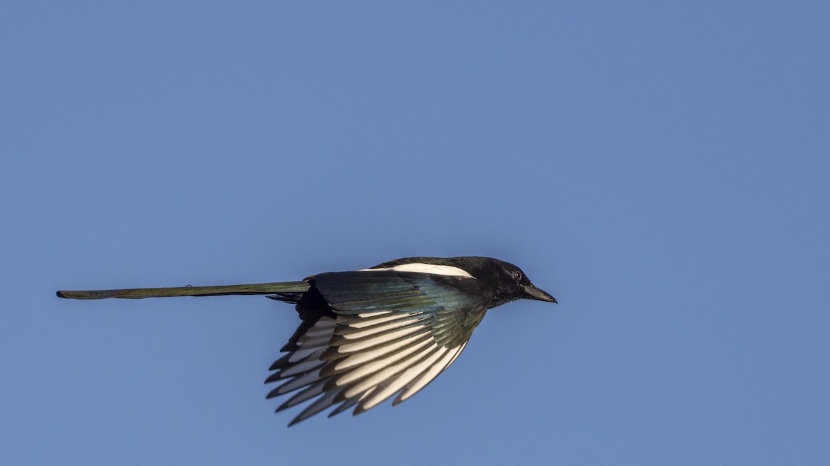 Black-billed Magpie - ML644153079