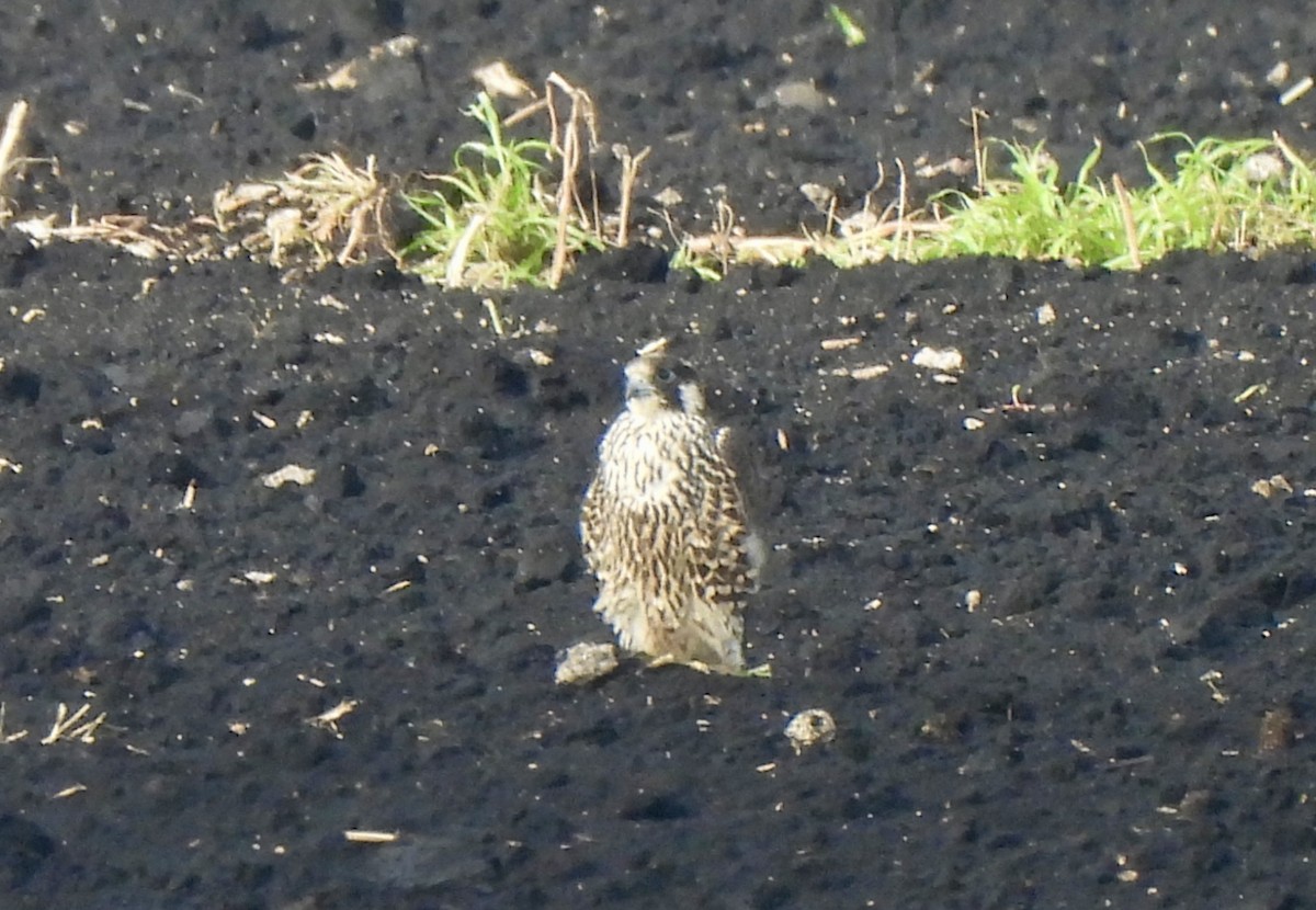 Peregrine Falcon - ML644153087