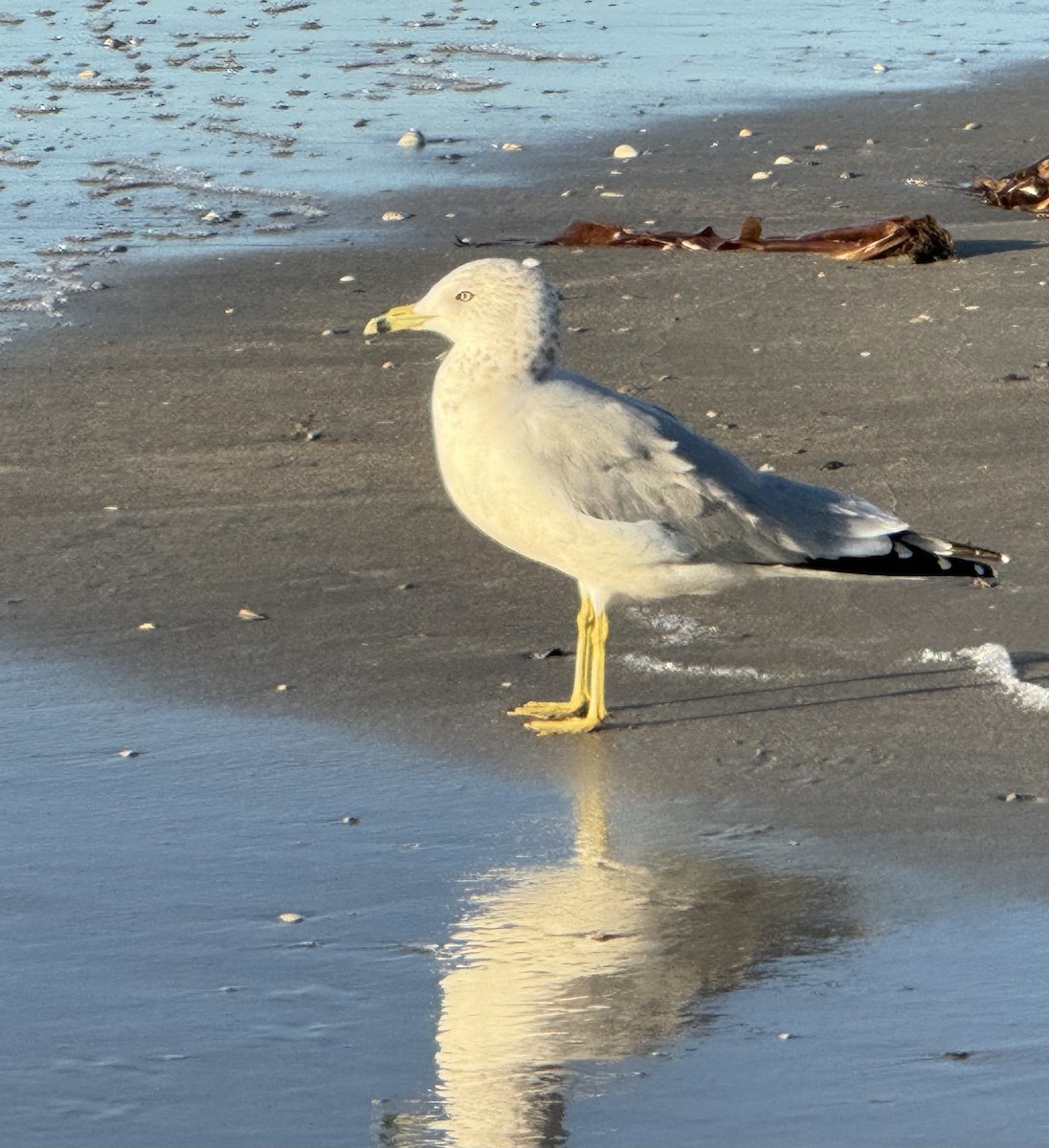 Ring-billed Gull - ML644153089