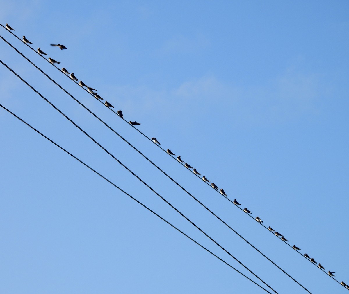 Northern Rough-winged Swallow - ML644153109