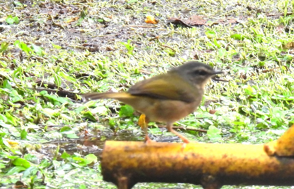 Riverbank Warbler - ML644153121