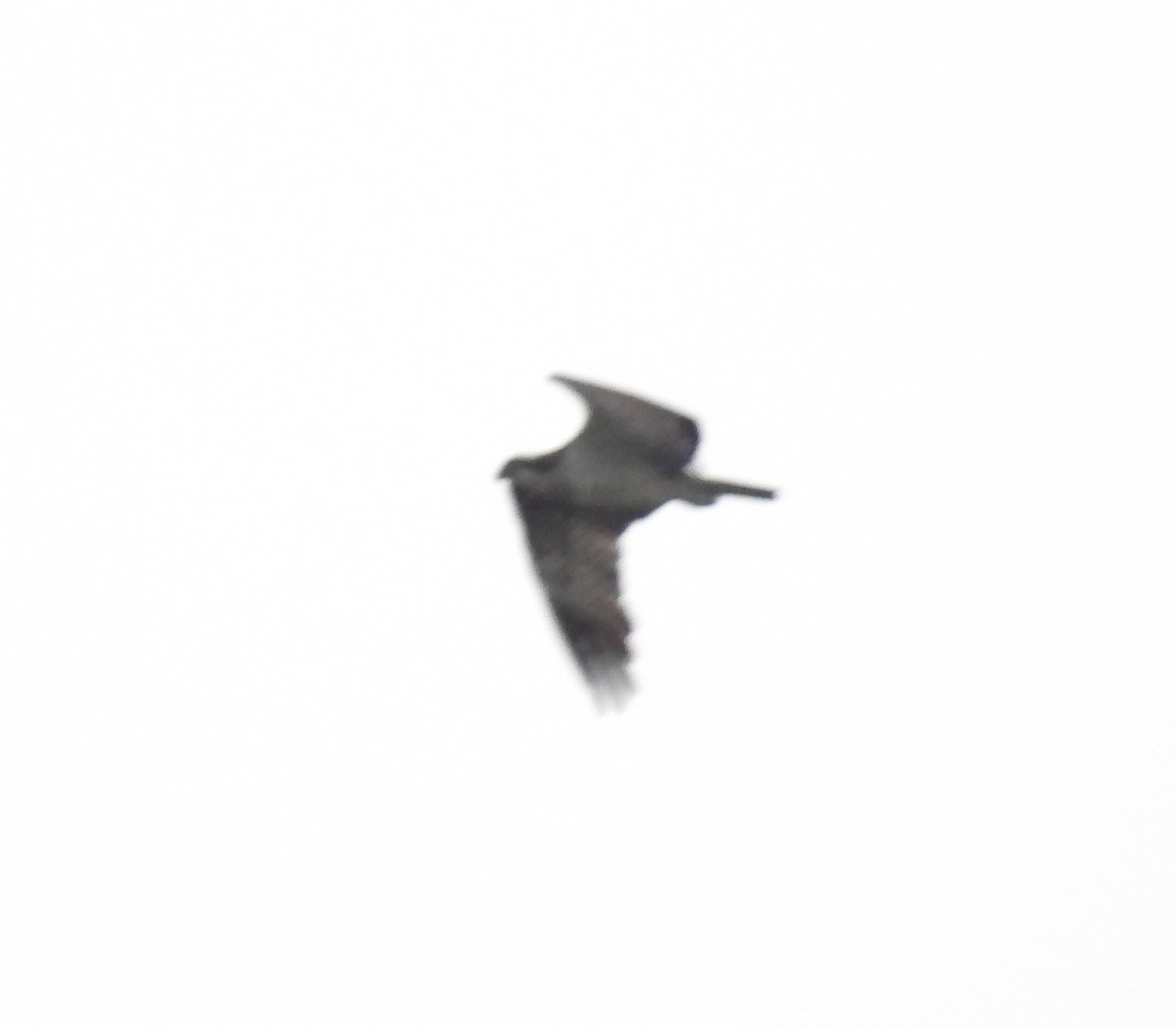 Osprey - ML644153122