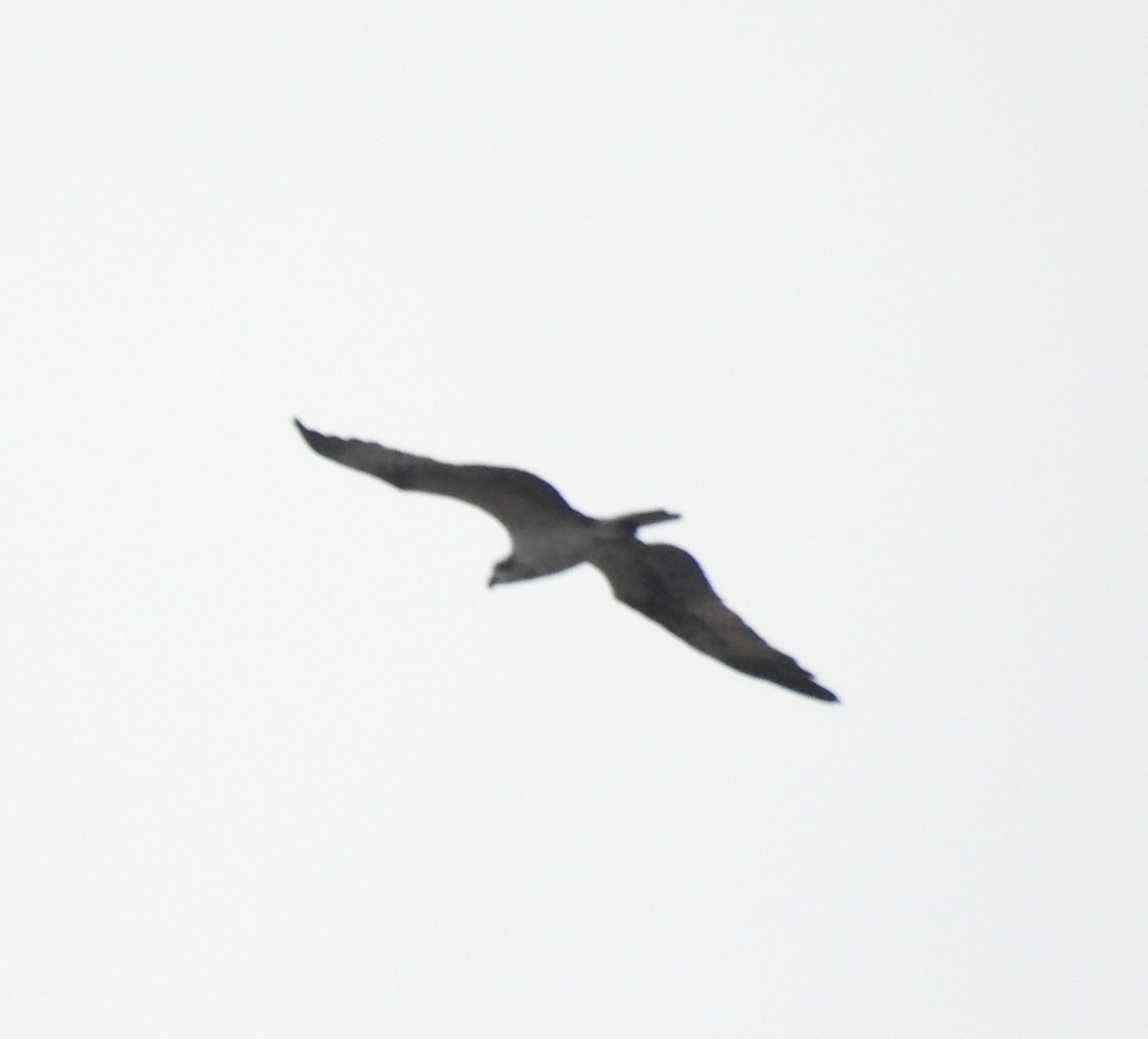 Osprey - ML644153123
