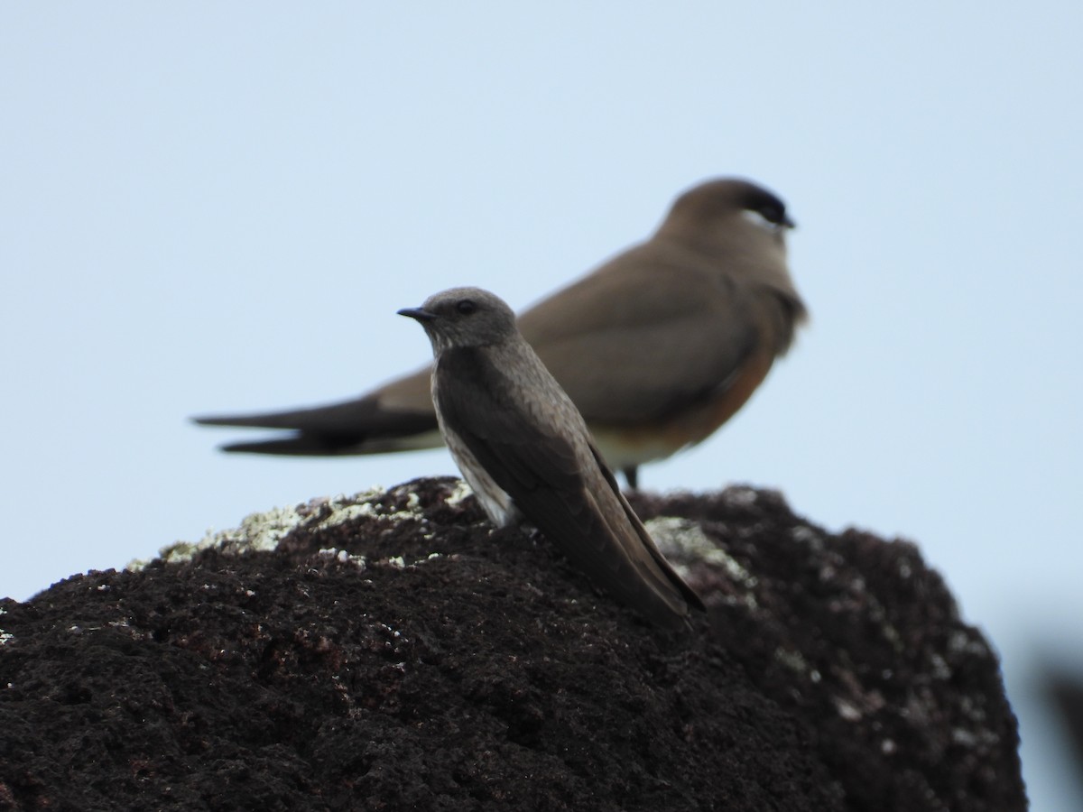 Mascarene Martin - ML644153128