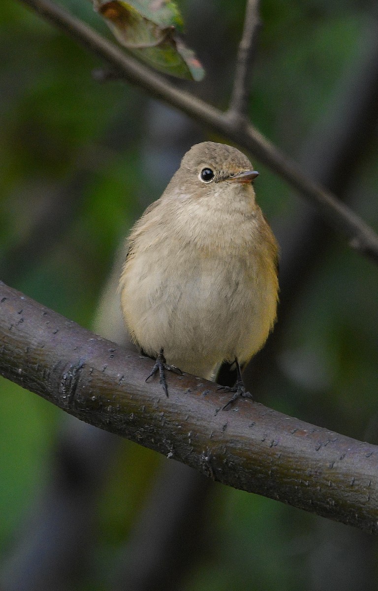 紅胸鶲 - ML644153136