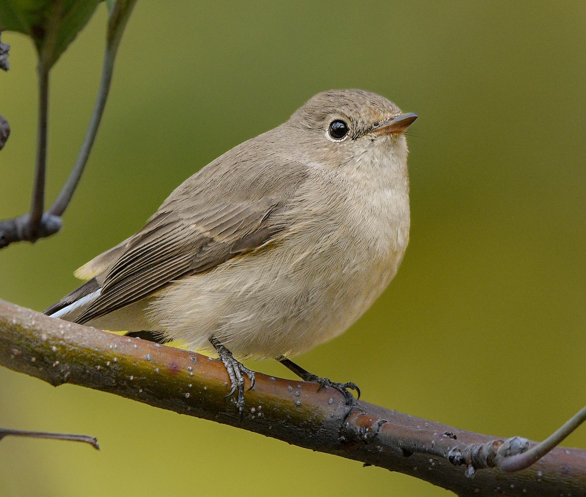 紅胸鶲 - ML644153137