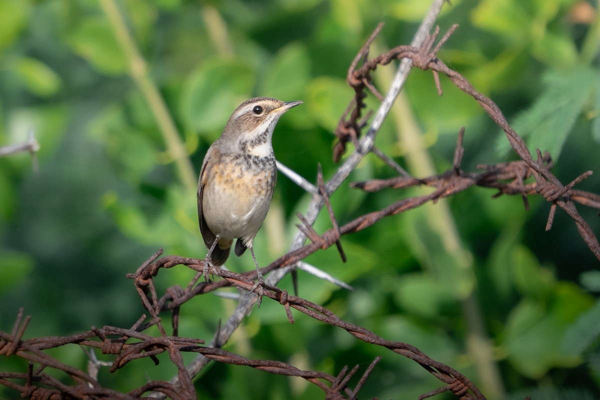 Bluethroat - ML644153149