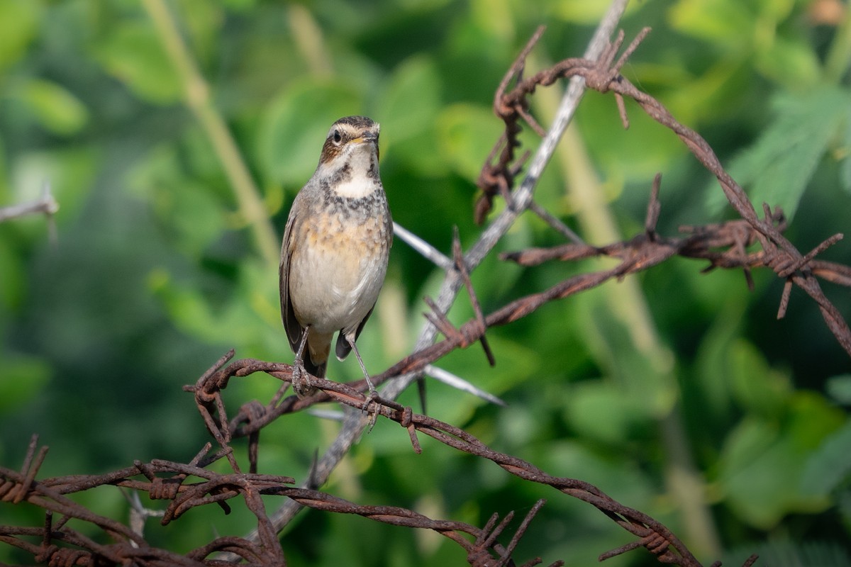 Bluethroat - ML644153150