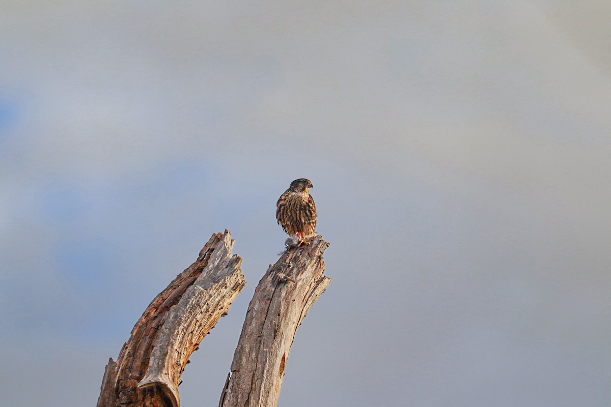 Merlin (Taiga) - ML644153151