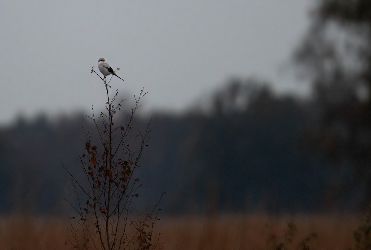 Great Gray Shrike - ML644153154