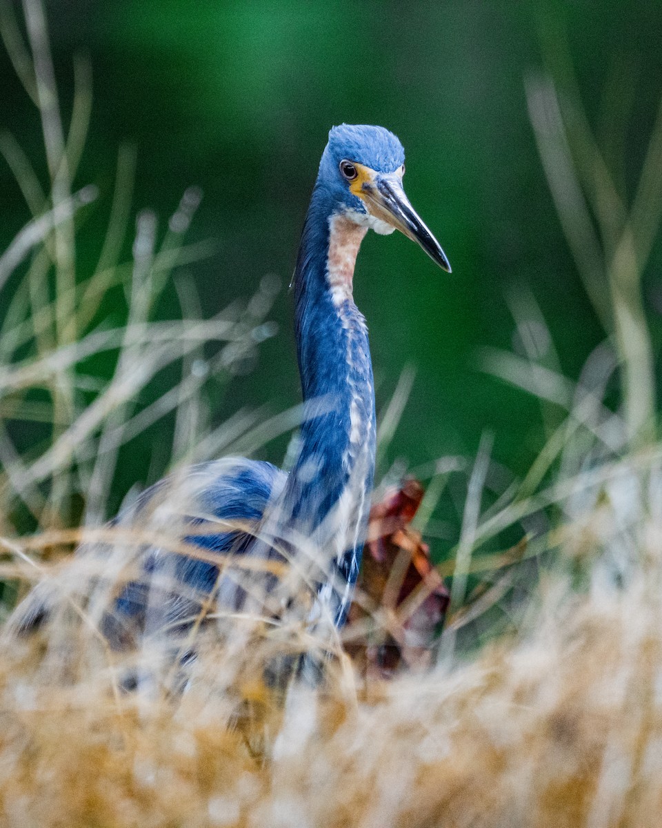 Tricolored Heron - ML644153171