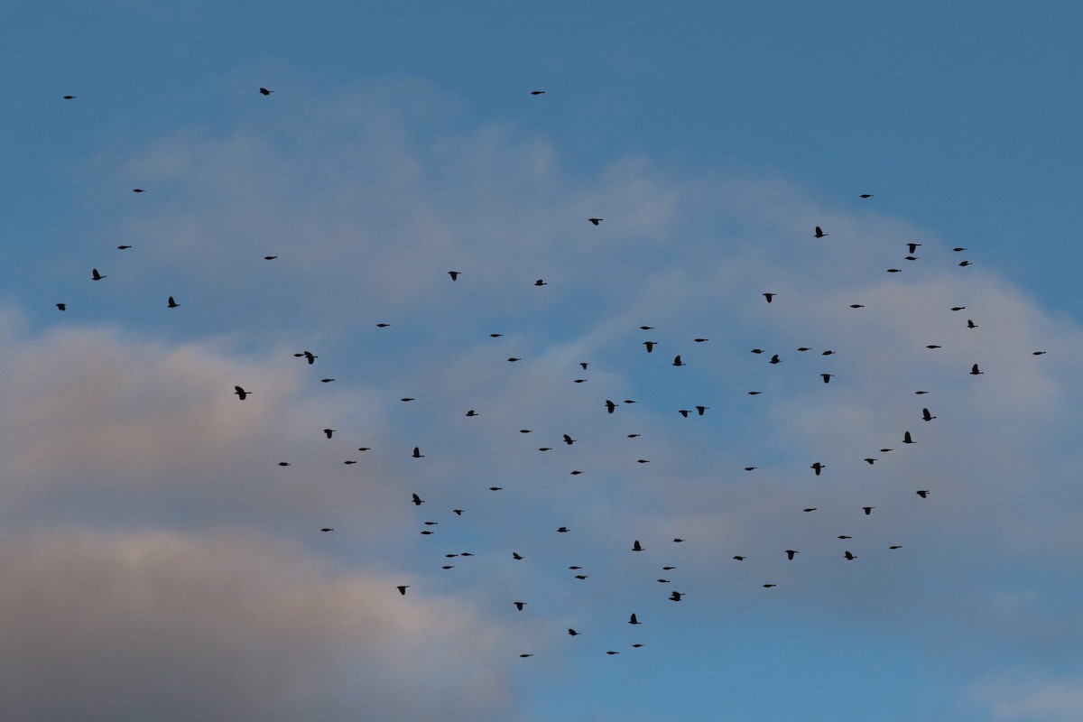 ictéridé sp. - ML644153174