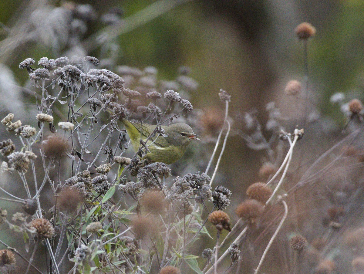Orange-crowned Warbler - ML644153190