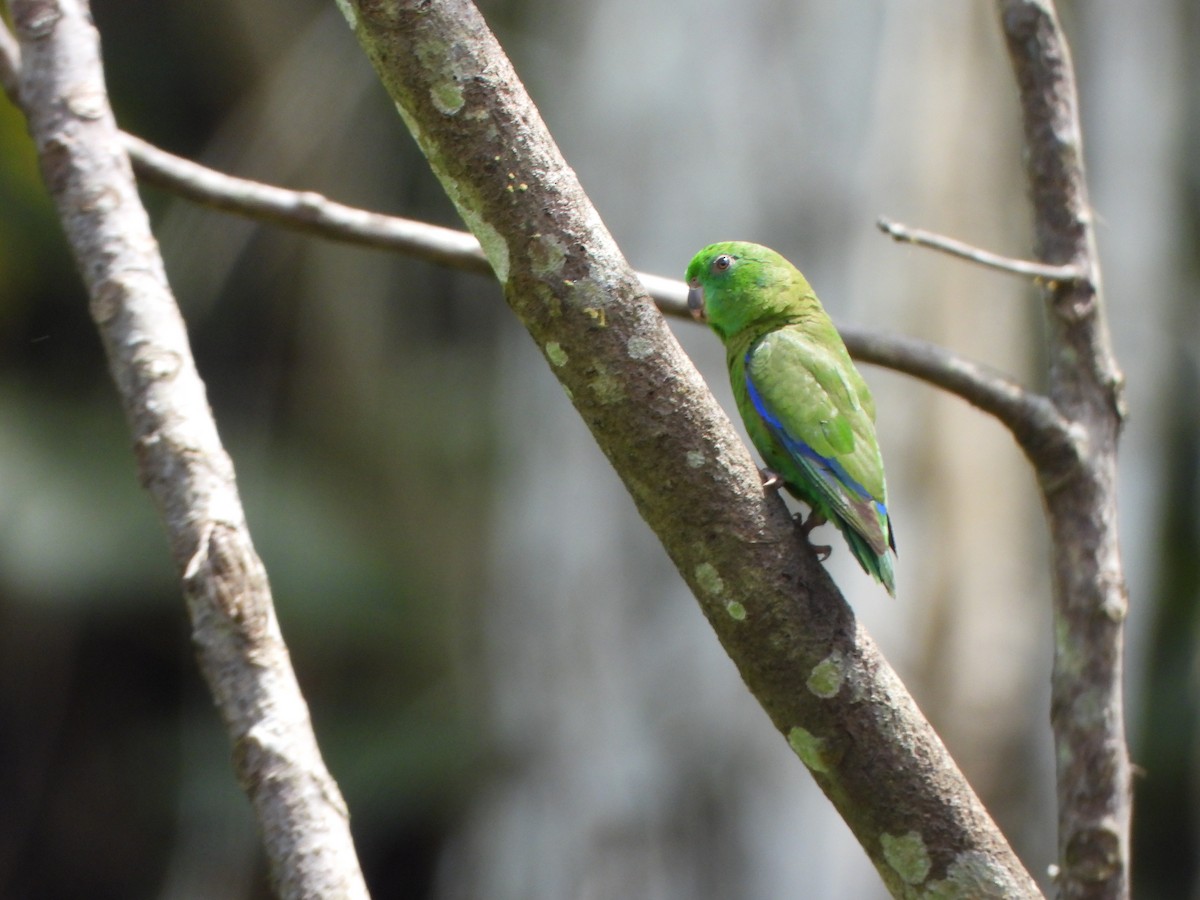 Dusky-billed Parrotlet - ML644153193