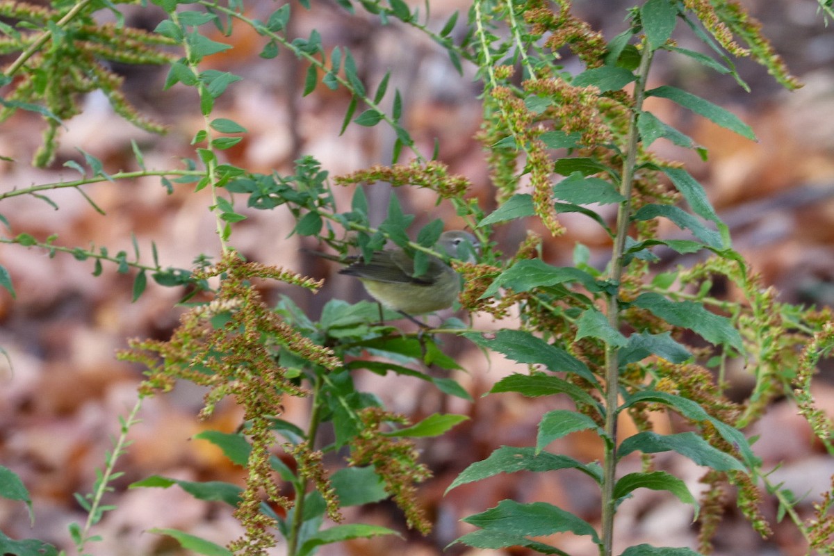 サメズアカアメリカムシクイ（celata／orestera） - ML644153194