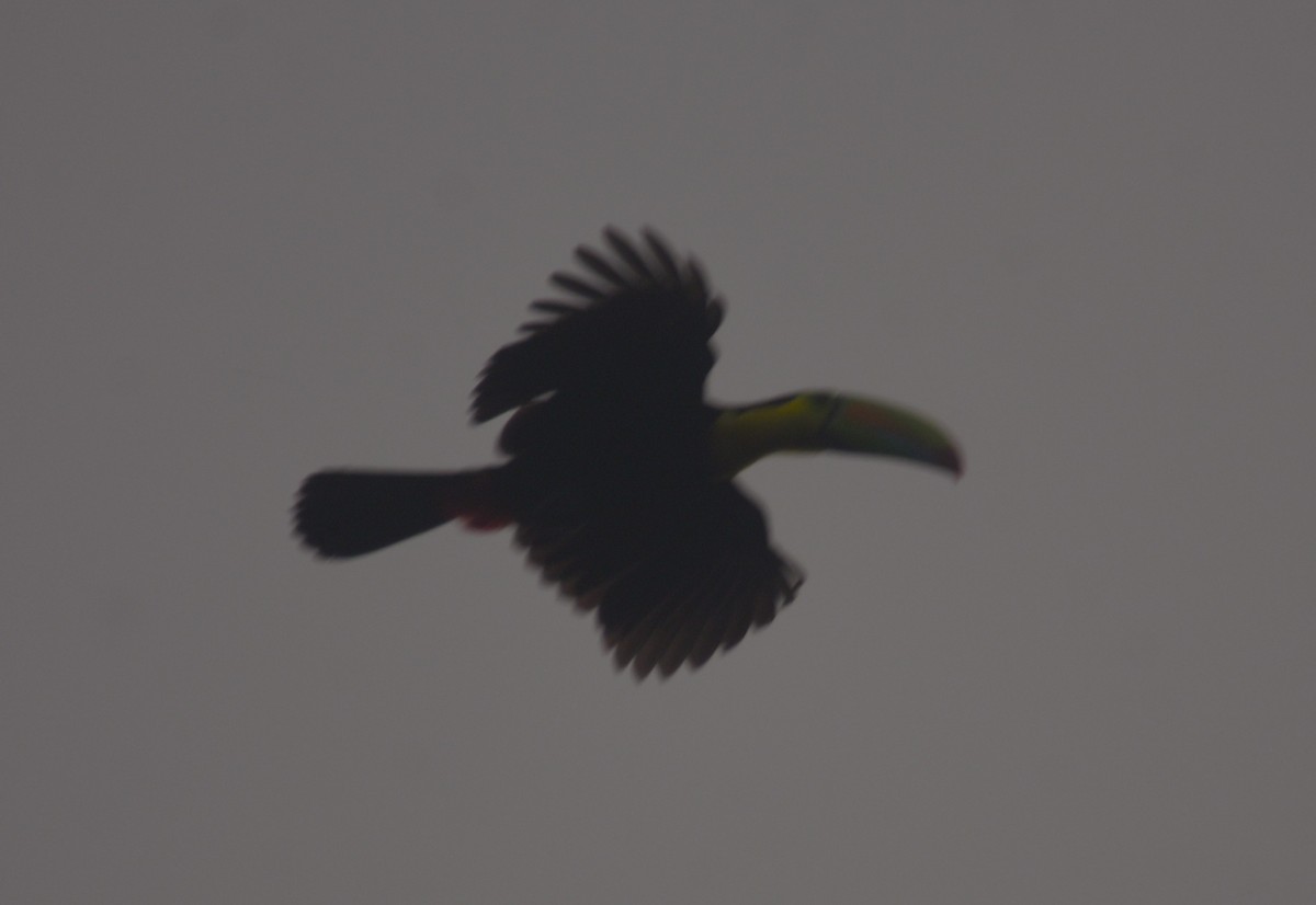 Keel-billed Toucan - ML644153195