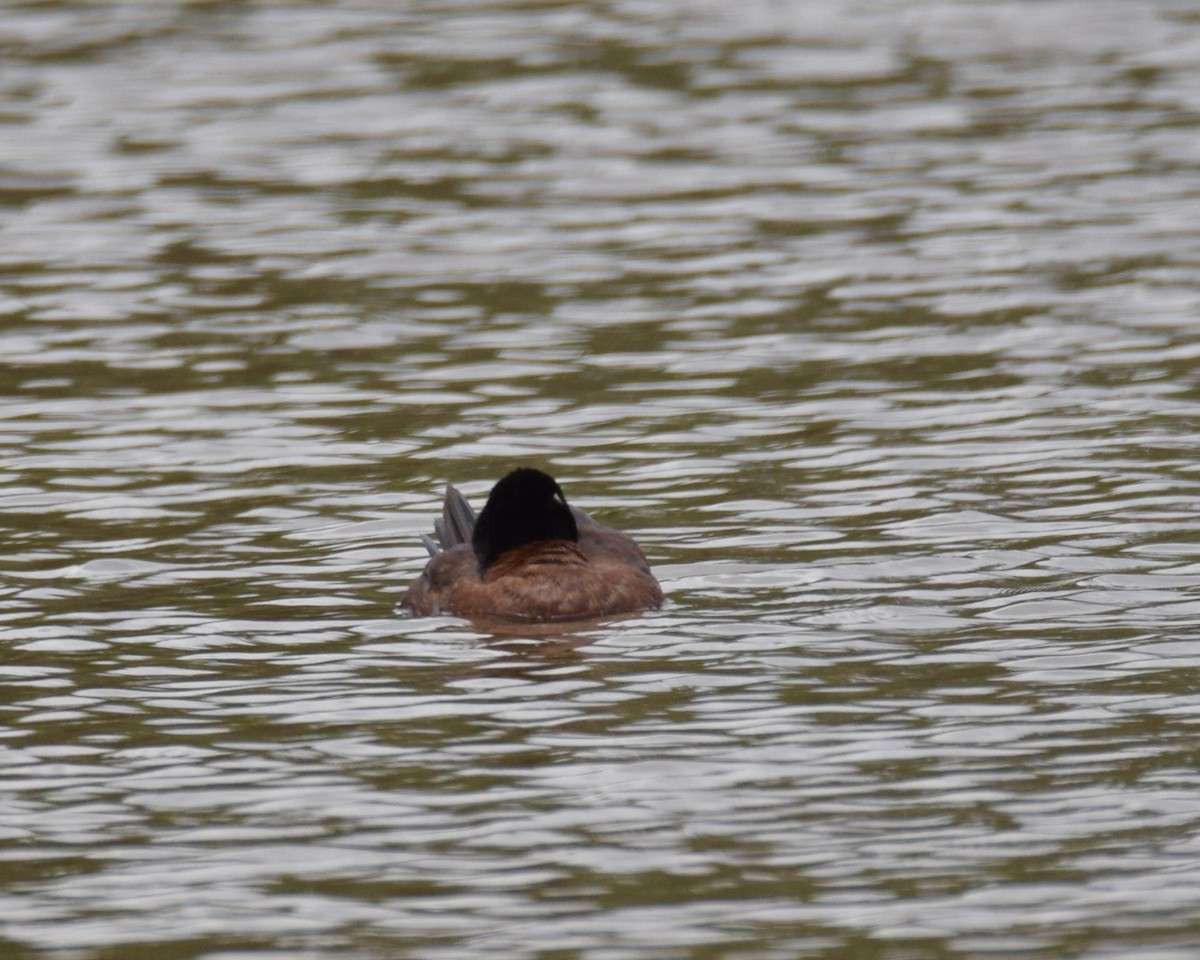 Maccoa Duck - ML644153198