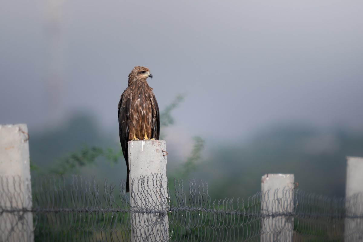 Black Kite - ML644153199