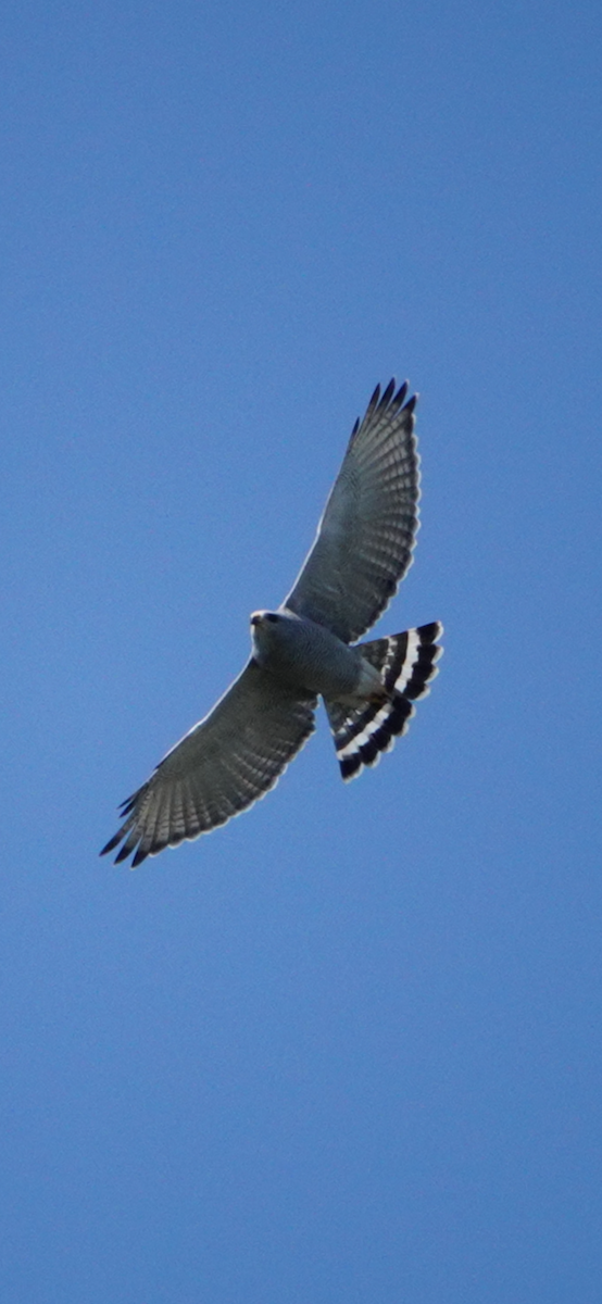 Канюк мексиканський - ML644153210