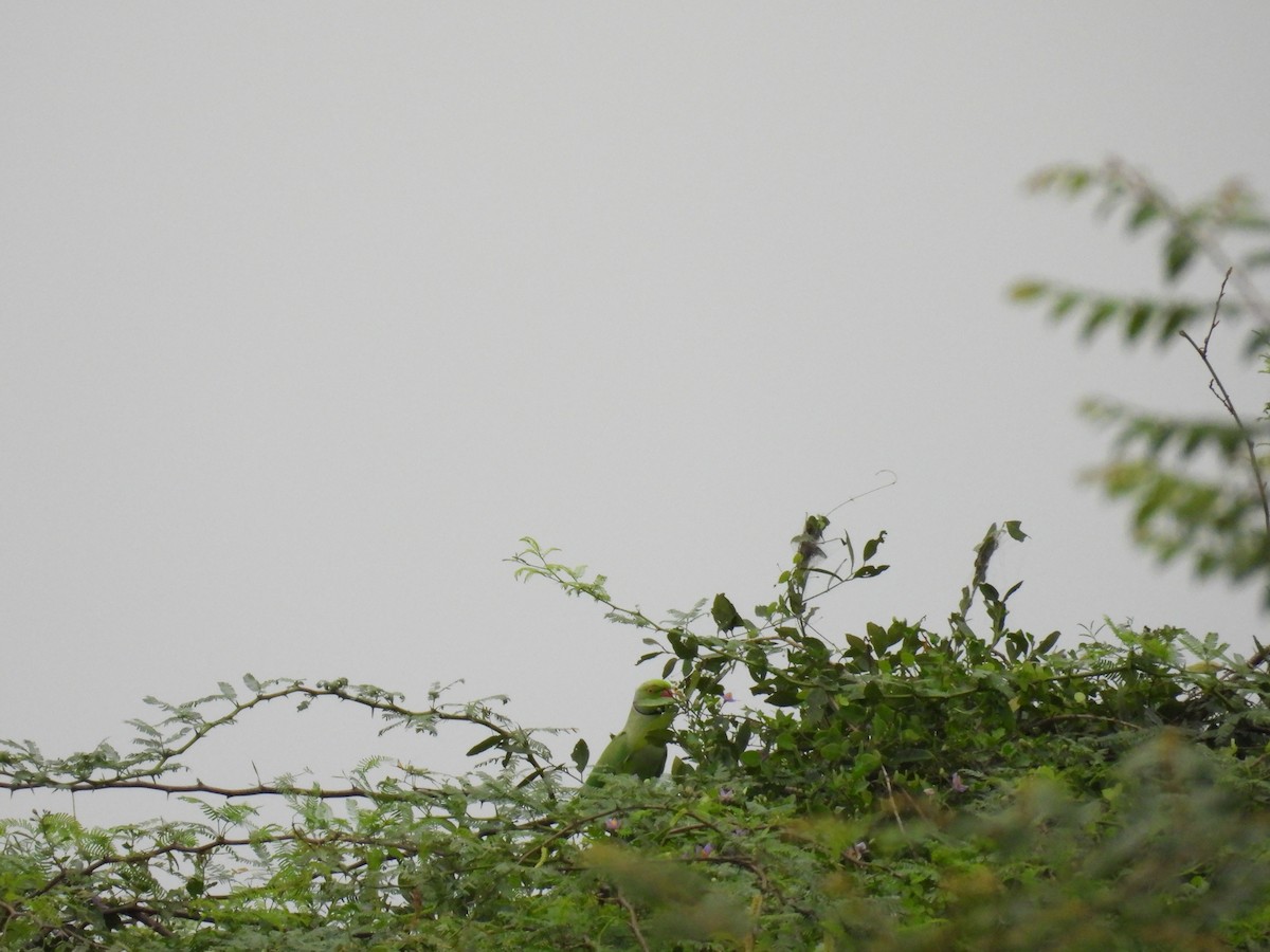 Rose-ringed Parakeet - ML644153220