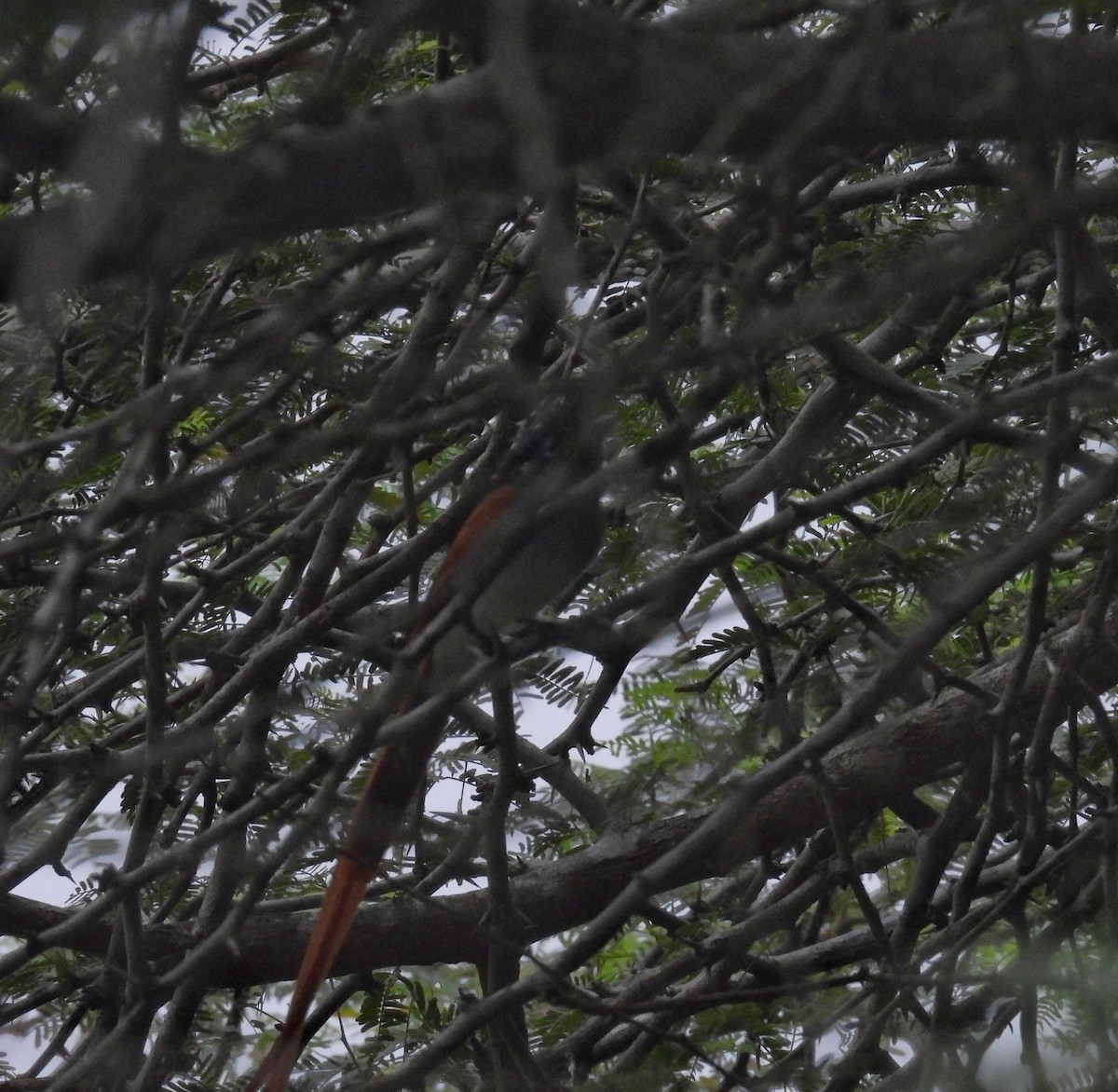 Indian Paradise-Flycatcher - ML644153234