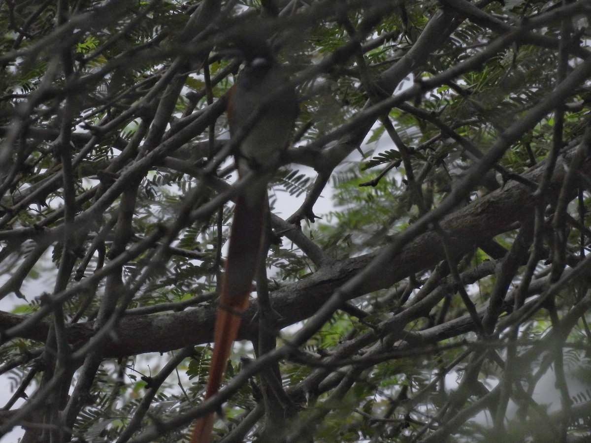 Indian Paradise-Flycatcher - ML644153235